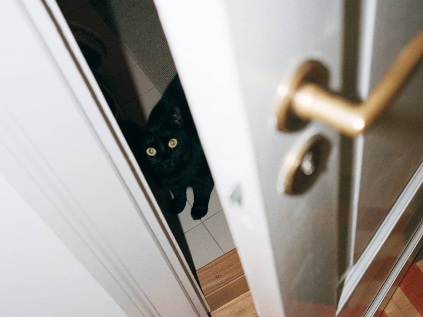 En svart katt som tittar fram bakom en dörr.